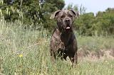 CANE CORSO 020